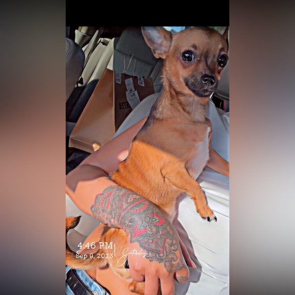 Moor and Lambchop they love their handmade crochet puppy blankets and sweatersπ - Picture 14 of 17